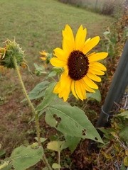Helianthus petiolaris