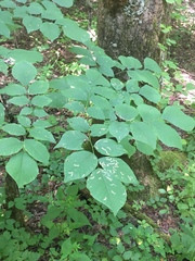 Cladrastis kentukea