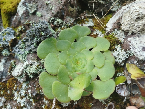 Image of Aeonium glandulosum by (c) Ben Costamagna, some rights reserved (CC BY)