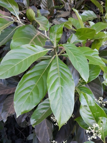 Nectandra cissiflora - Leaves