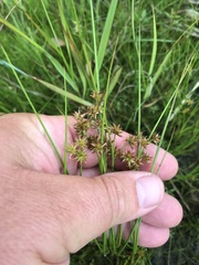 Juncus nodosus