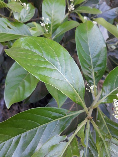 Nectandra cissiflora - Leaves