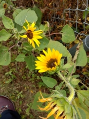 Helianthus petiolaris