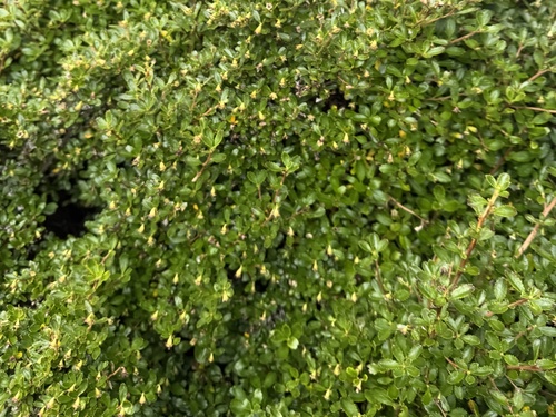Escallonia serrata (Escallonia serrata)