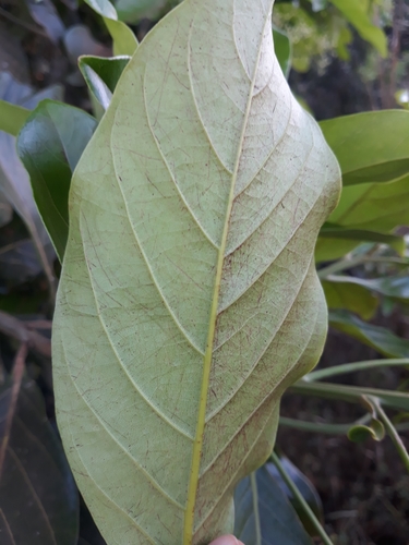 Nectandra cissiflora - Leaves