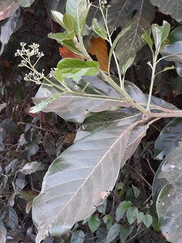 Nectandra cissiflora - Leaves