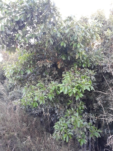 Nectandra cissiflora - Whole tree