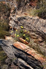 Crassothonna cacalioides