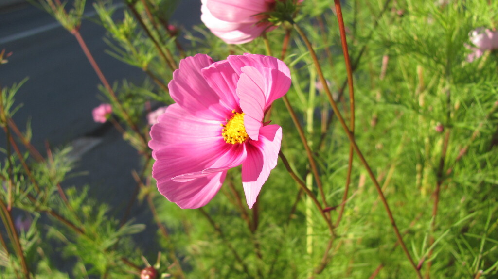 Cosmos