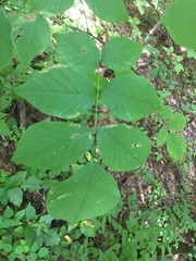 Cladrastis kentukea