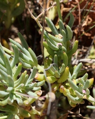 Crassothonna cacalioides