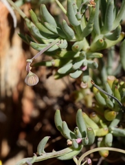 Crassothonna cacalioides