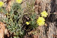 Crassothonna cacalioides
