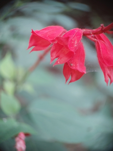 Image of Salvia splendens by (c) Daniel Duarte, some rights reserved (CC BY)