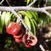 Xylopia sericea - Photo (c) Laurent Quéno, some rights reserved (CC BY-NC), uploaded by Laurent Quéno