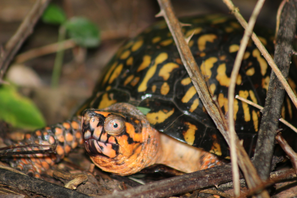 Common Box Turtle in June 2019 by Ty Sharrow · iNaturalist