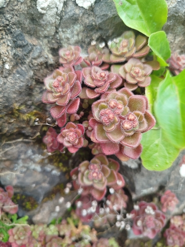 Image of Aichryson villosum by (c) Ben Costamagna, some rights reserved (CC BY)