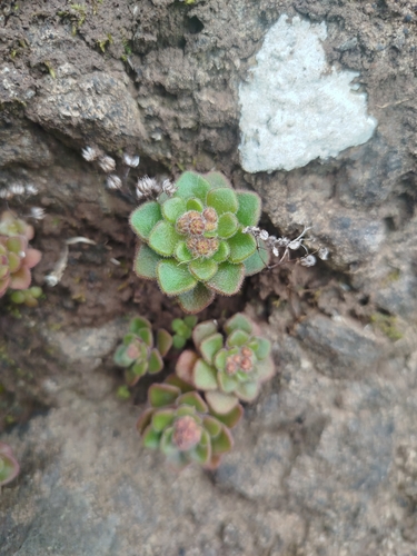 Image of Aichryson villosum by (c) Ben Costamagna, some rights reserved (CC BY)