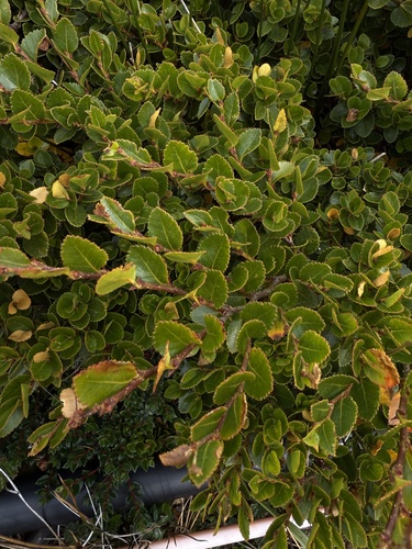 Nothofagus betuloides (Nothofagus betuloides)