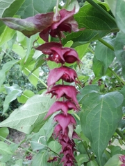 Leycesteria
