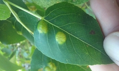 Taphrina populi-salicis