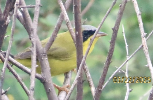 Masked Yellowthroat (Geothlypis aequinoctialis)