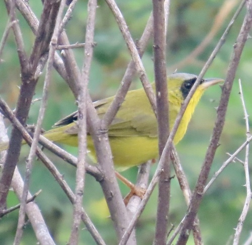 Masked Yellowthroat (Geothlypis aequinoctialis), photo 2
