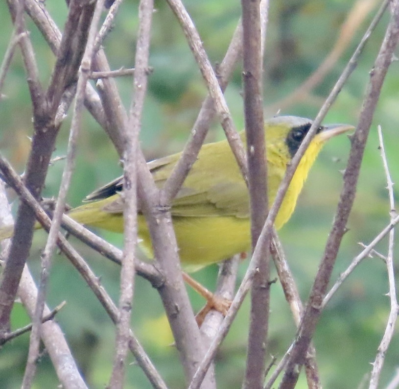 Masked Yellowthroat (Geothlypis aequinoctialis), photo 2