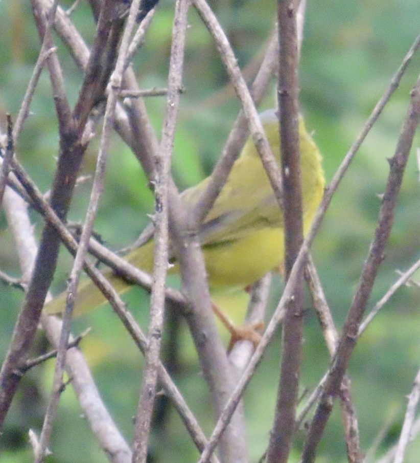 Masked Yellowthroat (Geothlypis aequinoctialis), photo 3