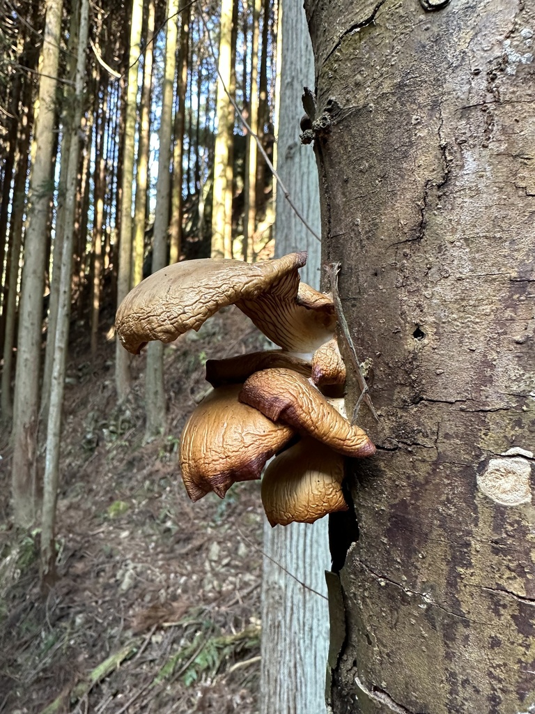 Pleurotus ostreatus · March 2025 · photo: © re_nebel (iNaturalist, cc-by)