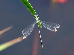 Lestes vigilax