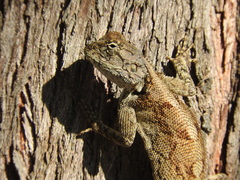 Agama mossambica