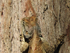 Agama mossambica