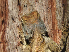 Agama mossambica