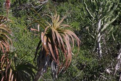 Aloe pluridens