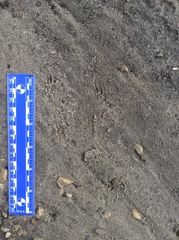 Tamias striatus