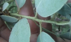 Arctostaphylos viscida mariposa