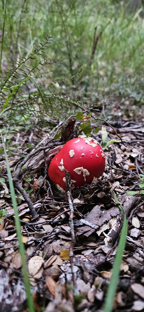 Amanita muscaria · March 2025 · photo: © shane212 (iNaturalist, cc0)