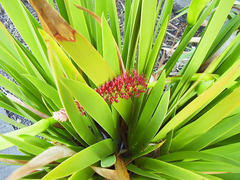 Xeronema callistemon