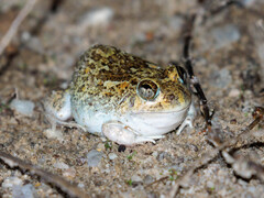 Peters' Four-Eyed Frog photo 4