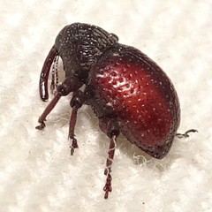 Chalcodermus collaris