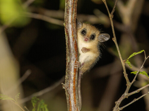 Agricola s Gracile Opossum