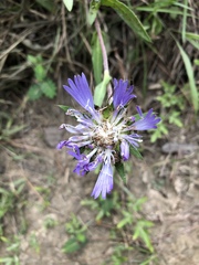 Stokesia laevis