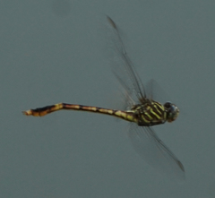 Aphylla protracta