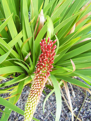 Xeronema callistemon