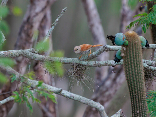 Grey-headed Spinetail (Cranioleuca semicinerea)