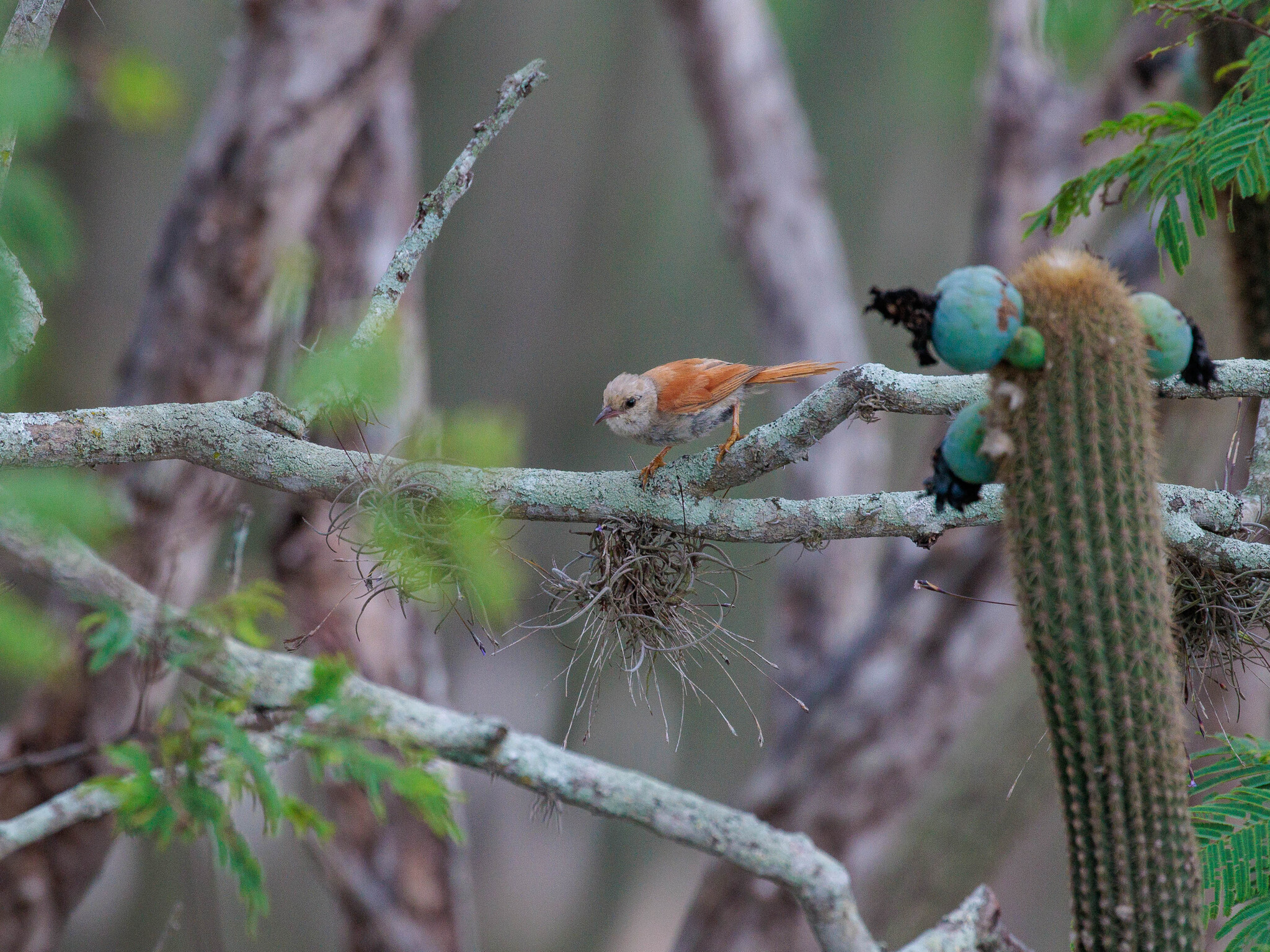 Grey-headed Spinetail (Cranioleuca semicinerea), photo 1