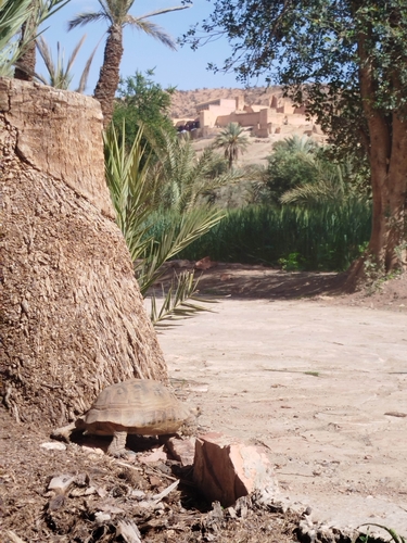 Greek Tortoise