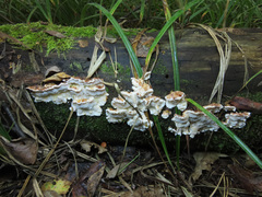 Fuscopostia lateritia