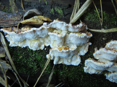 Fuscopostia lateritia